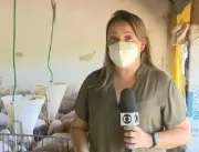 Vídeo: Repórter é atacada por porcos durante grava