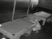Vídeo: Homem defeca em bar e espalha fezes sobre m