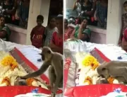 [VÍDEO] Macaco vai a velório de ‘amigo’ e tenta fa