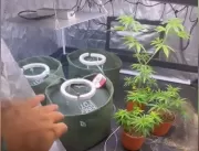 [VÍDEO] Polícia descobre estufa com plantação de m