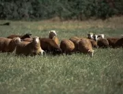 Rebanho de Ovelhas invade fazenda e come pelo meno
