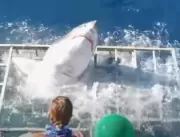 Trinta segundos de terror: tubarão branco invade g