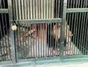 INUSITADO: Homem morre após entrar em jaula de leã