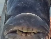 Peixe com dentes humanos é capturado nos Estados U