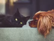 Como evitar conflitos entre cães e gatos que vivem