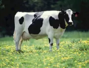 Como combater a mastite aguda em vacas leiteiras?