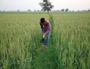 Área de plantio de trigo da Índia aumenta quase 11