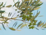 Temporada de colheita de oliva começa no RS; produ