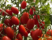 Produtores de tomate em estufa lucram com redução 