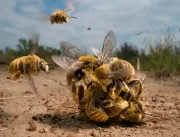 Até as abelhas aprendem com os mais velhos