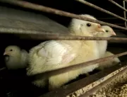Japão suspende importação de aves de Santa Catarin