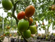 Nunhems lança híbridos de tomate resistentes ao ví