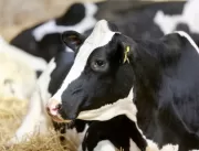 Eficiência genética: Alta apresenta “Vaca de 4 Eve