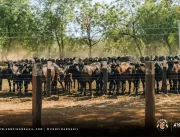 Confina Brasil identifica criação de gado de orige