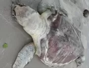 Tartaruga é encontrada morta em praia de Olivença,