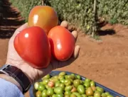 Tomate híbrido recém-lançado se destaca na tomatic