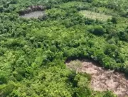Fraude na Amazônia: empresas usam terras públicas 