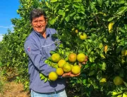 Empresa sergipana cultiva laranja em área antes pl