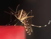 Dengue vai piorar no país em 2024, dizem especiali