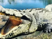 3 mil crocodilos fazem orgia coletiva após ouvir o