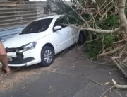 Árvore cai durante ventania e atinge 2 carros em M