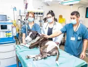São Paulo tem quatro hospitais veterinários públic