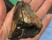 Exploradores encontram dente raro de megalodon dur