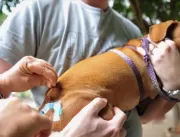 Vacinação de cães e gatos contra raiva e leptospir