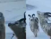  Animais são vistos congelados devido a forte frio
