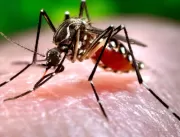 Brasil recebe milhares de vacinas da dengue após e