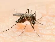 Dengue: quais são os sintomas, quando é hora de bu