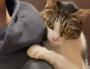Gato recusa se despedir de mini tutor e toma atitu