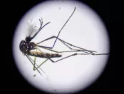 São Paulo bate recorde histórico de casos de dengu