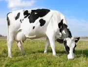 Manejo ideal da mastite bovina pode salvar a lucra