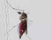 Estado de São Paulo tem 9 mortes por dengue; duas 