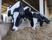 Fazenda de leite mostra como gestão de dados e ben