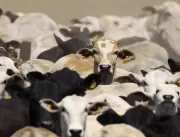 Abates de bovinos começam ano com aceleração