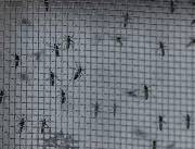 Estado de São Paulo registra 128.437 casos de deng