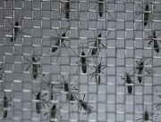 Epidemia de dengue já atinge 1 em cada 5 município