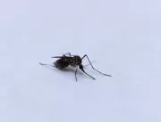 Mortes por dengue passam de 50 no estado de SP, e 