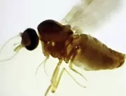 Transmitida por mosquito, febre oropouche tem alta