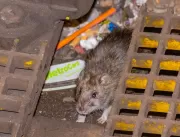 Infestação de ratos leva a aumento de casos de lep