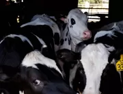 EUA confirmam transmissão de gado para gado em pro