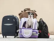 Veja as regras para viajar de avião com cachorro o