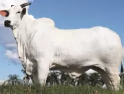 Leilões de gado de elite batem recorde e faturam R
