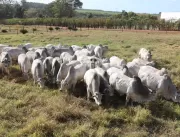 26º Megaleilão ofertará 500 touros Nelore CFM no d