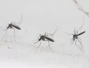 Cidade de São Paulo tem 43 mil novos casos de deng