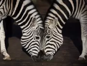 O que as zebras podem ensinar sobre o comércio int