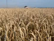 Clima afeta safra de trigo, e produção recua para 