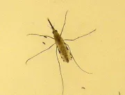 Quase um terço dos casos de malária ocorre em cria
